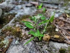 Fogg's Goosefoot thumbnail 1