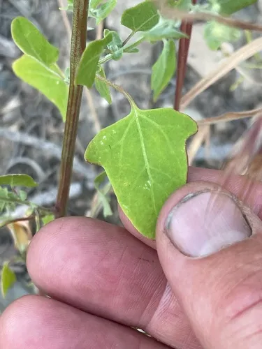 Fremont's goosefoot