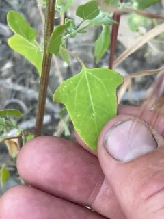 Fremont's goosefoot thumbnail 1