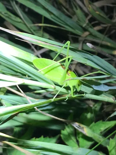 Western Round-winged Katydid