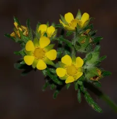 Coast cinquefoil thumbnail 2