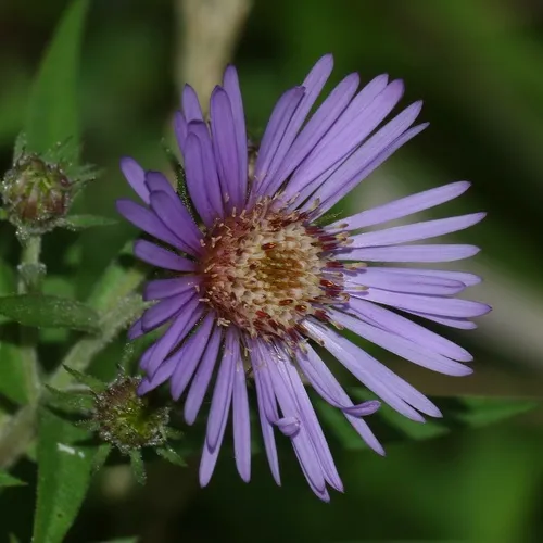 Great Northern Aster
