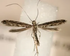 Finite-channeled Leafminer Moth thumbnail 2