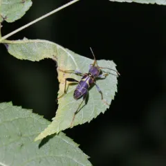 Neoclytus mucronatus thumbnail 3