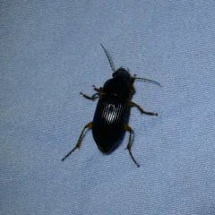 Pennsylvania Dingy Ground Beetle thumbnail 4