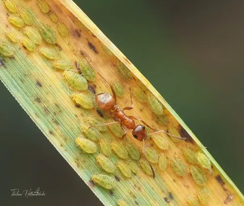 Bradley's Field Ant