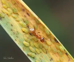 Bradley's Field Ant thumbnail 1