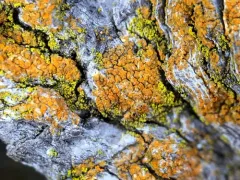 Villophora microphyllina thumbnail 4