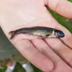 Bluntnose Minnow thumbnail 4