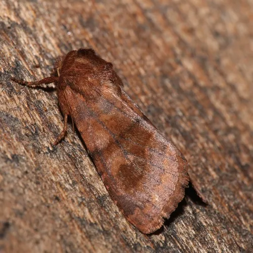 Bronzed Cutworm Moth
