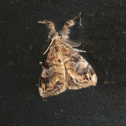 Definite Tussock Moth