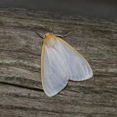 Delicate Cycnia Moth thumbnail 2