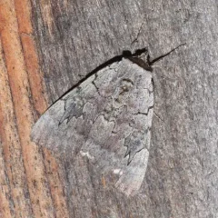 Pink Underwing thumbnail 1