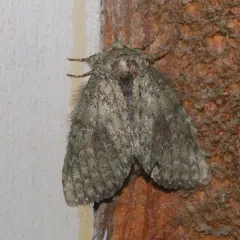 Wavy-lined Heterocampa Moth thumbnail 2