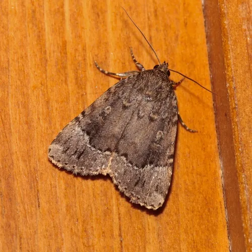 American Copper Underwing