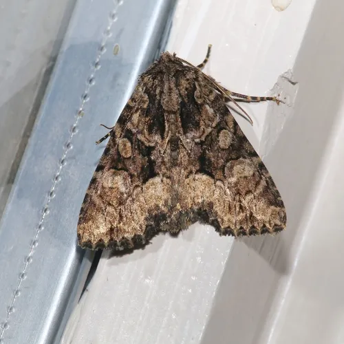 Adorable Brocade Moth