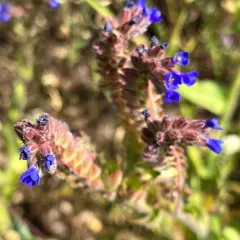 common alkanet thumbnail 3