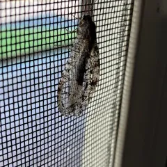 Polystoechotes punctata thumbnail 4