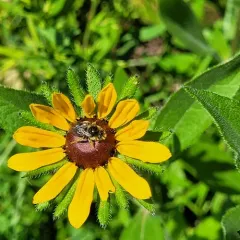 Valiant Long-horned Bee thumbnail 3