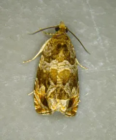 Olethreutes brevirostratum thumbnail 2