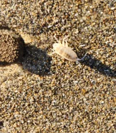 Pale beach hopper thumbnail 3