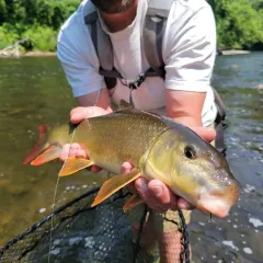 River Redhorse thumbnail 4