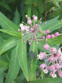 Red-shouldered Bug thumbnail 3