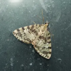 Hydriomena speciosata thumbnail 2