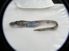 Wolf Eelpout thumbnail 3