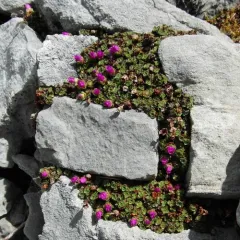 Purple Saxifrage thumbnail 3