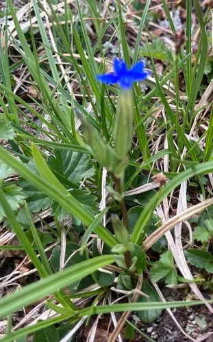 Alpine gentian
