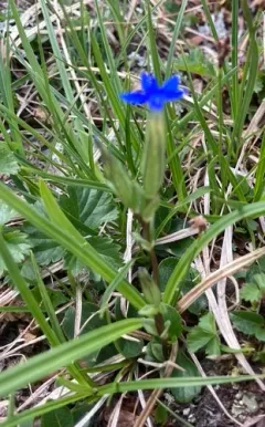 Alpine gentian thumbnail 1