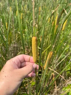 Graceful Cattail thumbnail 4