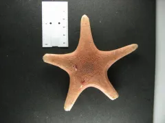 Northern Scarlet Star thumbnail 2