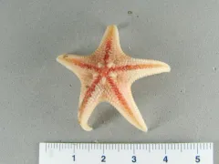 Arctic Sand Star thumbnail 2