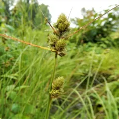 clustered sedge thumbnail 4