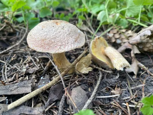Velvet Bolete