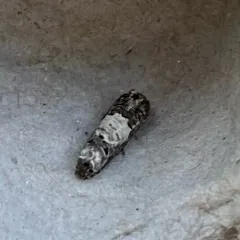 Gray-blotched Epiblema Moth thumbnail 4