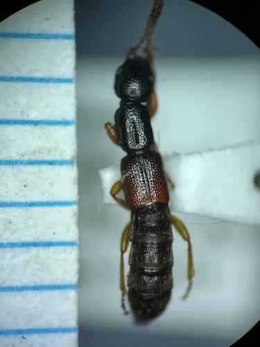 Lobrathium multipunctum
