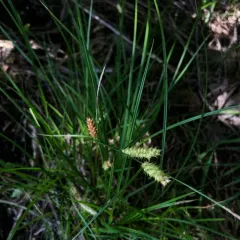 inflated sedge thumbnail 4