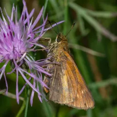 Dion Skipper thumbnail 4