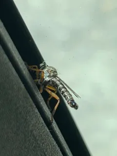 Neomochtherus pallipes thumbnail 4