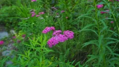 Asian Yarrow thumbnail 1