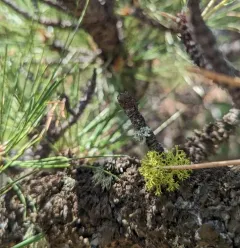 Letharia lupina thumbnail 2