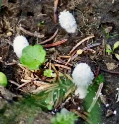 Snowy Inkcap thumbnail 4