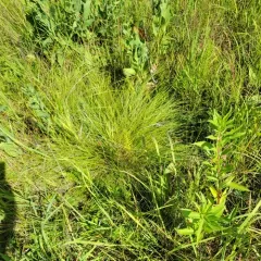 prairie dropseed thumbnail 3