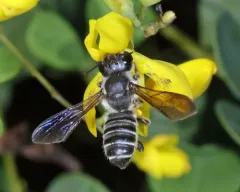 Megachile frugalis thumbnail 4