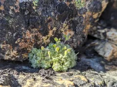Olympic draba thumbnail 2