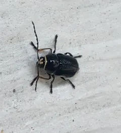 hypericum pot beetle thumbnail 3