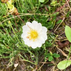 Entireleaf Mountain-Avens thumbnail 4